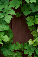 Background green grape leaves growing next to wooden wall. High quality photo