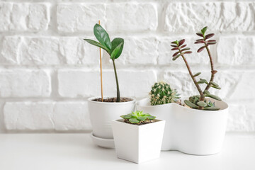 Different houseplants in pots on table near white brick wall