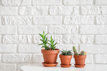 Different houseplants in pots on table near white brick wall