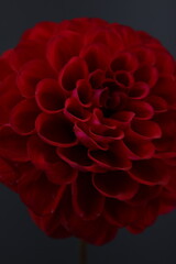 다알리아 꽃사진