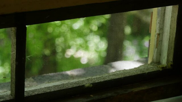 Trees rustling by summer wind under the blue sky through a window screen and wooden frame