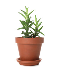 Houseplant in pot on white background