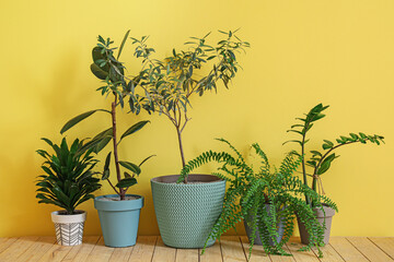 Different houseplants in pots on floor near color wall
