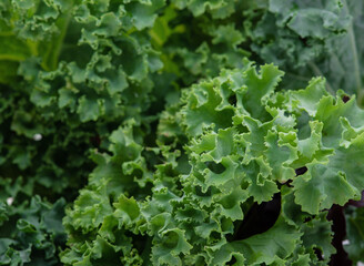 Kale leaf salad vegetable isolated on background