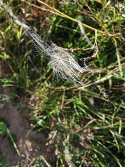dandelion seeds in a web on green grass