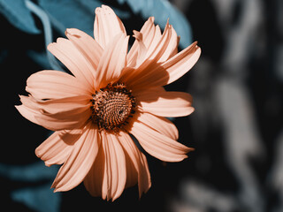 A single mountain arnica flower, close-up. Arnica is also known by the names mountain tobacco,...