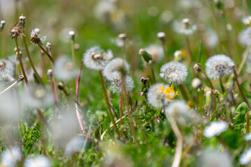 flowers in the grass