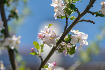 tree blossom
