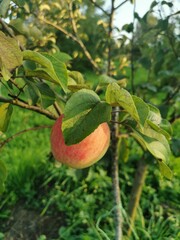 ripe apples on a branch in a green garden