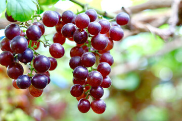 bunch of grapes