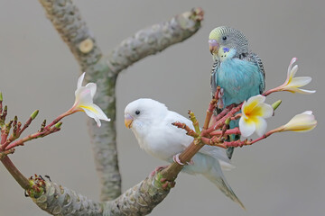 Two parakeets (Melopsittacus undulatus) resting in a bush. 