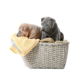 Cute puppies in wicker basket on white background