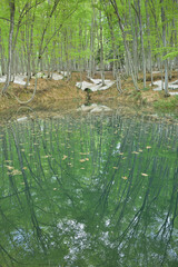 残雪と新緑のブナ林