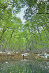 残雪と新緑のブナ林