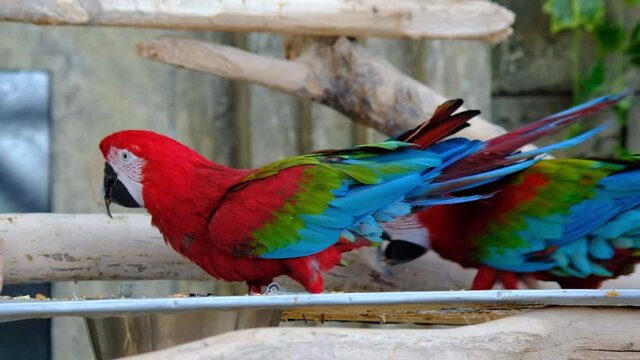 Macaw parrots are eating meals in the zoo , eating macaws, macaws are eating foods in the zoo, macaw eats fruits, A hungry parrot eating the nut, macaw arara brazilian bird eates seed