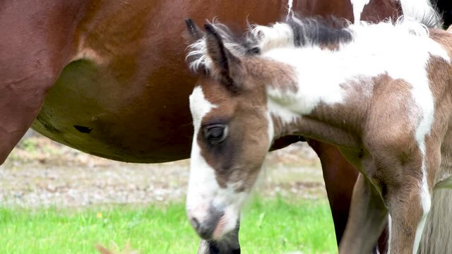 Baby horse drinking from mother in garden in Ireland - Mare and freshly born baby horse