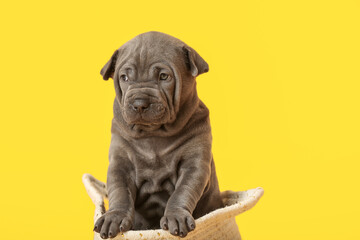 Cute funny puppy in basket on color background