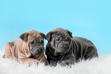 Cute funny puppies on color background
