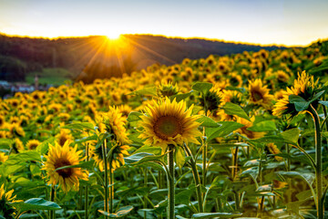 Sonnenblumen bei Sonnenuntergang