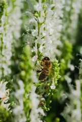 bee on a leaf