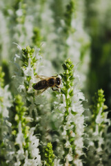 bee on a flower