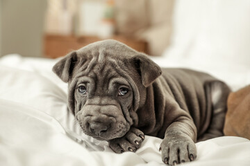 Cute puppy lying on bed