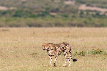 Cheetah