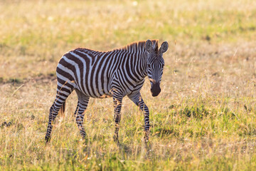 Zebra at the savanna
