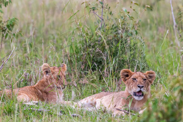 Fototapeta na wymiar Lion Cubs lying and resting in the grass