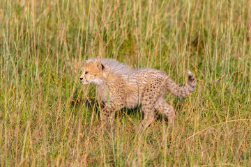 Young cheetahs with fuzzy fur