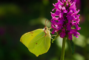 butterfly on flower