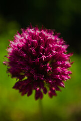 close up of a flower