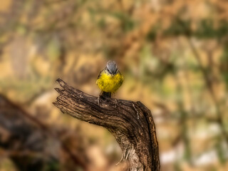  Yellow Robin Head Down