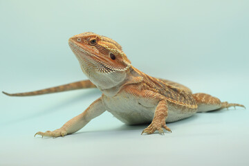 Fototapeta premium A bearded dragon (Pogona sp) is showing aggressive behavior.