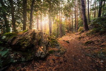 Fotografía del hayedo de Peña Roya en el parque natural del Moncayo, Aragón. Un bosque muy...
