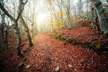 Fotografía del hayedo de Peña Roya en el parque natural del Moncayo, Aragón. Un bosque muy hermoso con hermosos colores naranjas.
