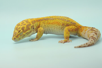 A leopard gecko (Eublepharis macularius) is posing in a distinctive style.