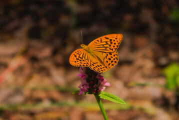 butterfly on flower