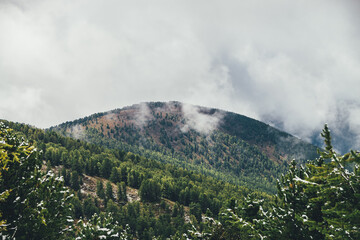 Colorful view from green conifer trees branches with snow to large forest mountain in autumn colors in gray low clouds. Scenic autumn landscape with big mountain with coniferous forest in rain clouds.