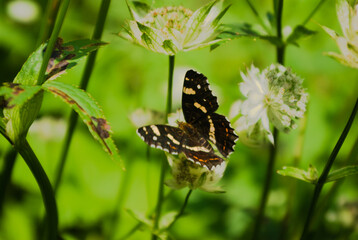 butterfly on grass