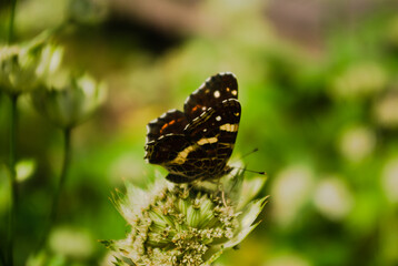 butterfly on a flower
