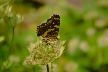 butterfly on leaf