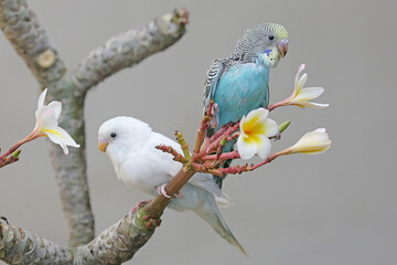 Two parakeets (Melopsittacus undulatus) resting on a frangipani tree trunk. 