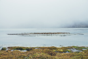Minimalist autumn landscape with motley grasses and mosses near mountain lake in dense fog. Minimal...