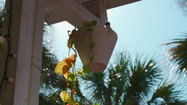 Florida scene of a hanging vase with Scindapsus Pictus plant and some palm trees in the background, with some little bugs flying around.