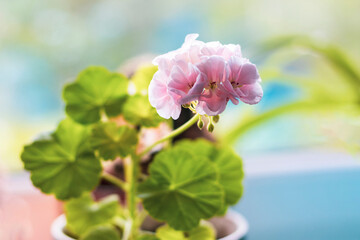 There is a geranium with pink flowers on the window. Focus on flowers