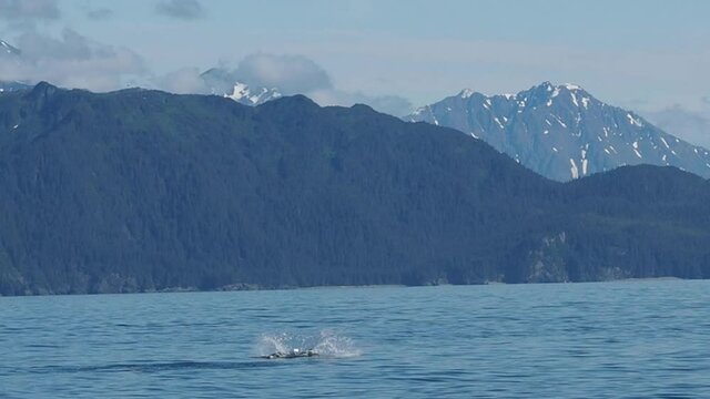 A baby killer whale, or Orca, breeching on a warm, summer's day near Kenai National Park in Alaska.
