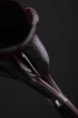 블랙 카라 꽃사진