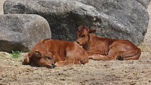 Baby Aurochs, Heck cattle, Bos primigenius taurus, claimed to resemble the extinct aurochs. Domestic highland cattle seen in a German park