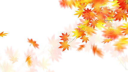 Naklejka na ściany i meble White background and fallen leaves in autumn